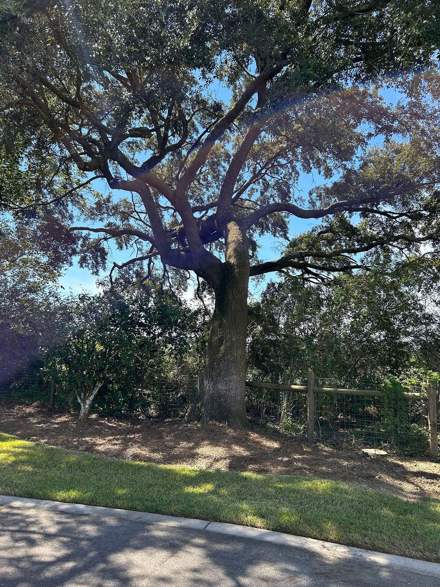 Large oak tree with sprawling branches, sunlight, and a fence in the background.