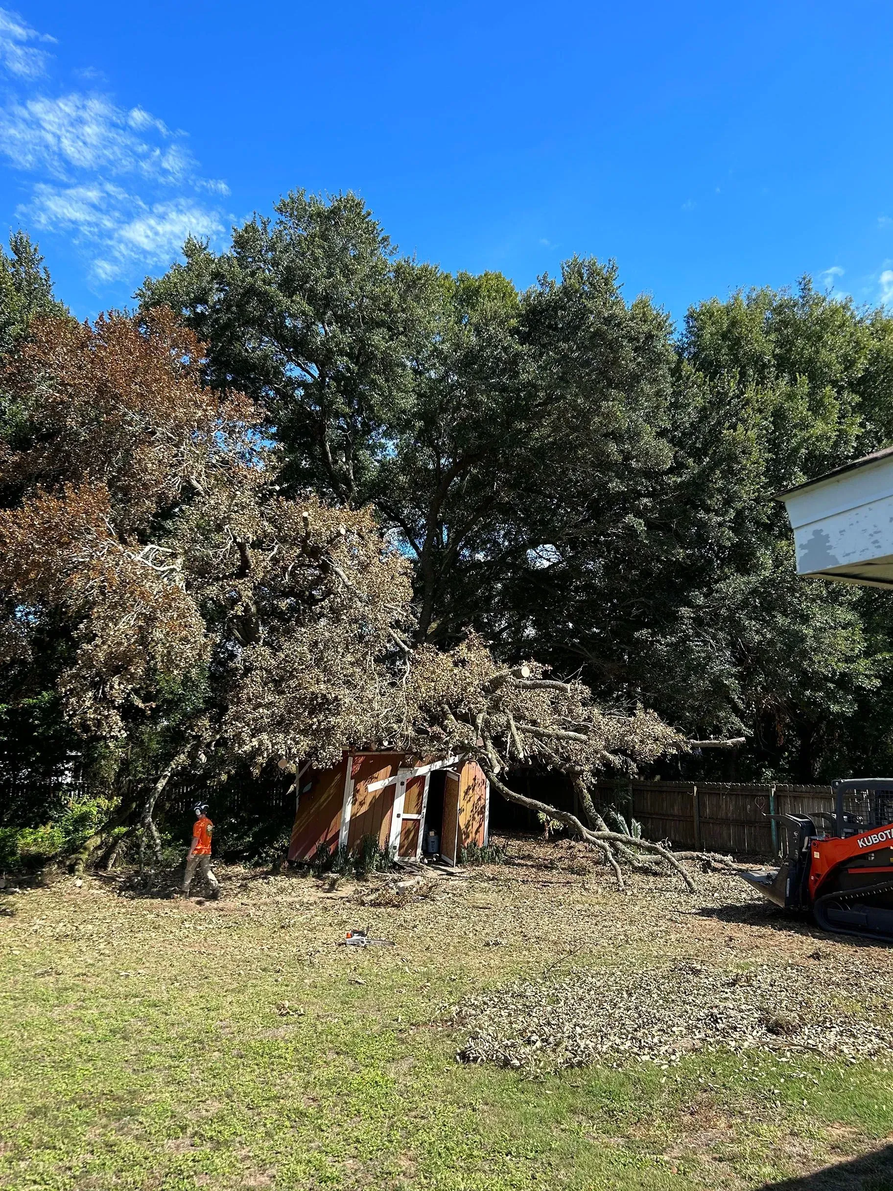 Tree fell on a shed in a backyard with a skid steer and debris.
