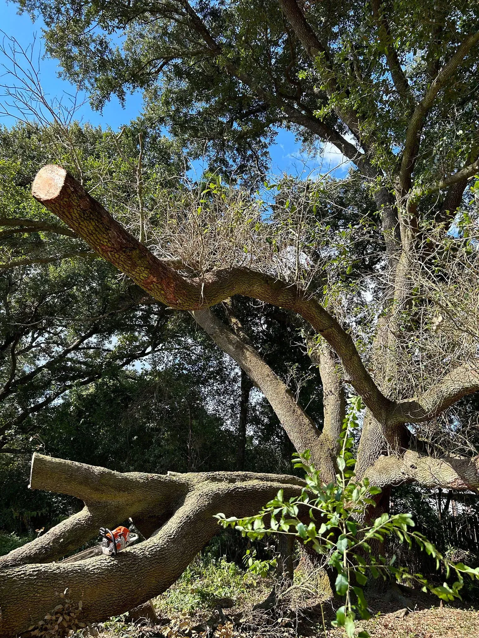 A large tree branch recently cut, with clear blue sky visible through the canopy.