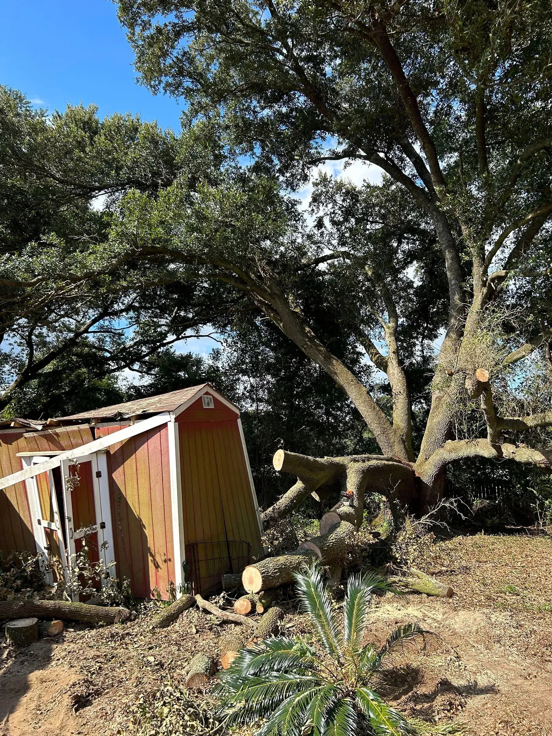 A tree with cut branches next to a red shed, under a bright blue sky.