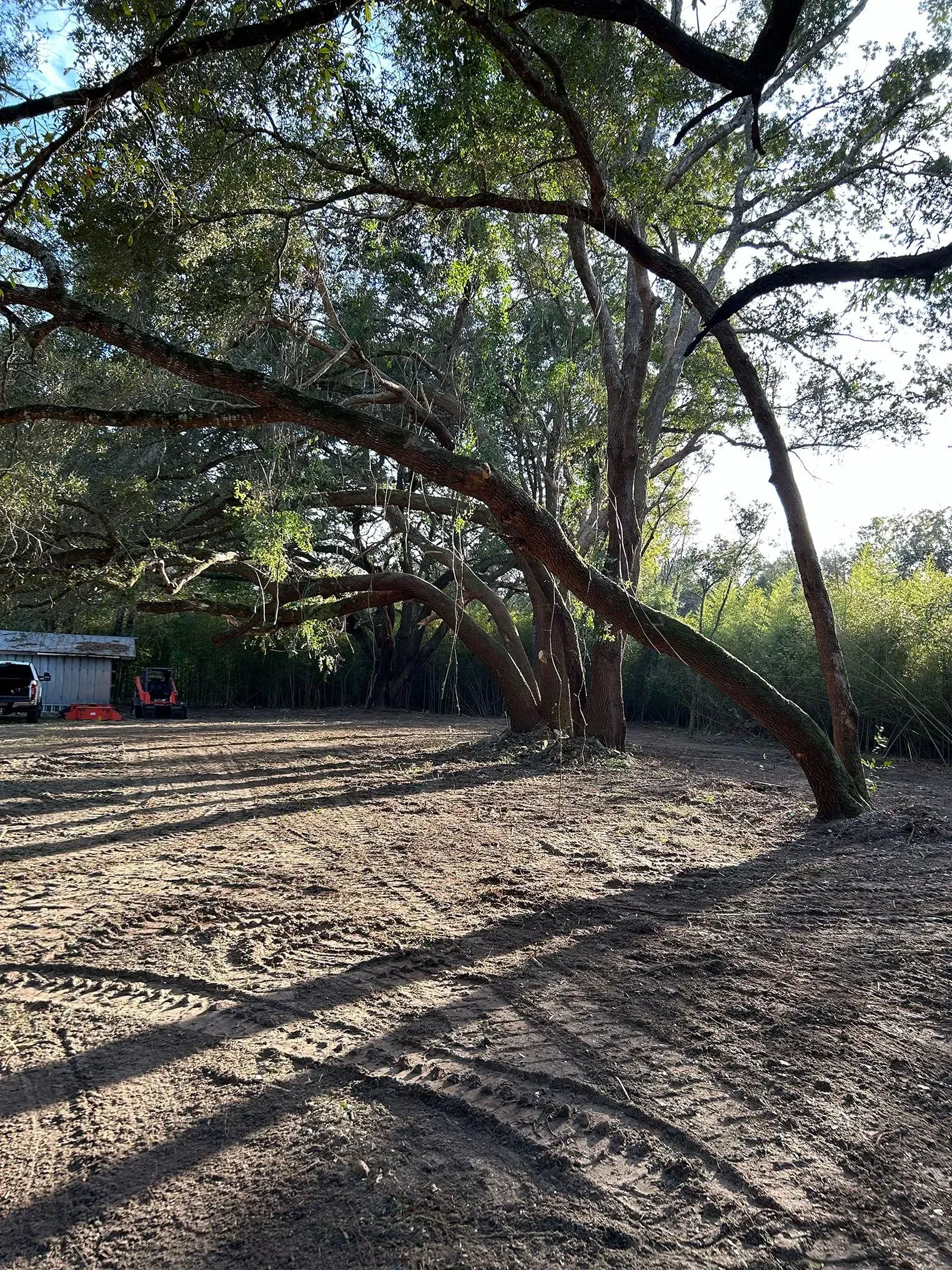 Sunlit dirt clearing with large tree and overhanging branches.