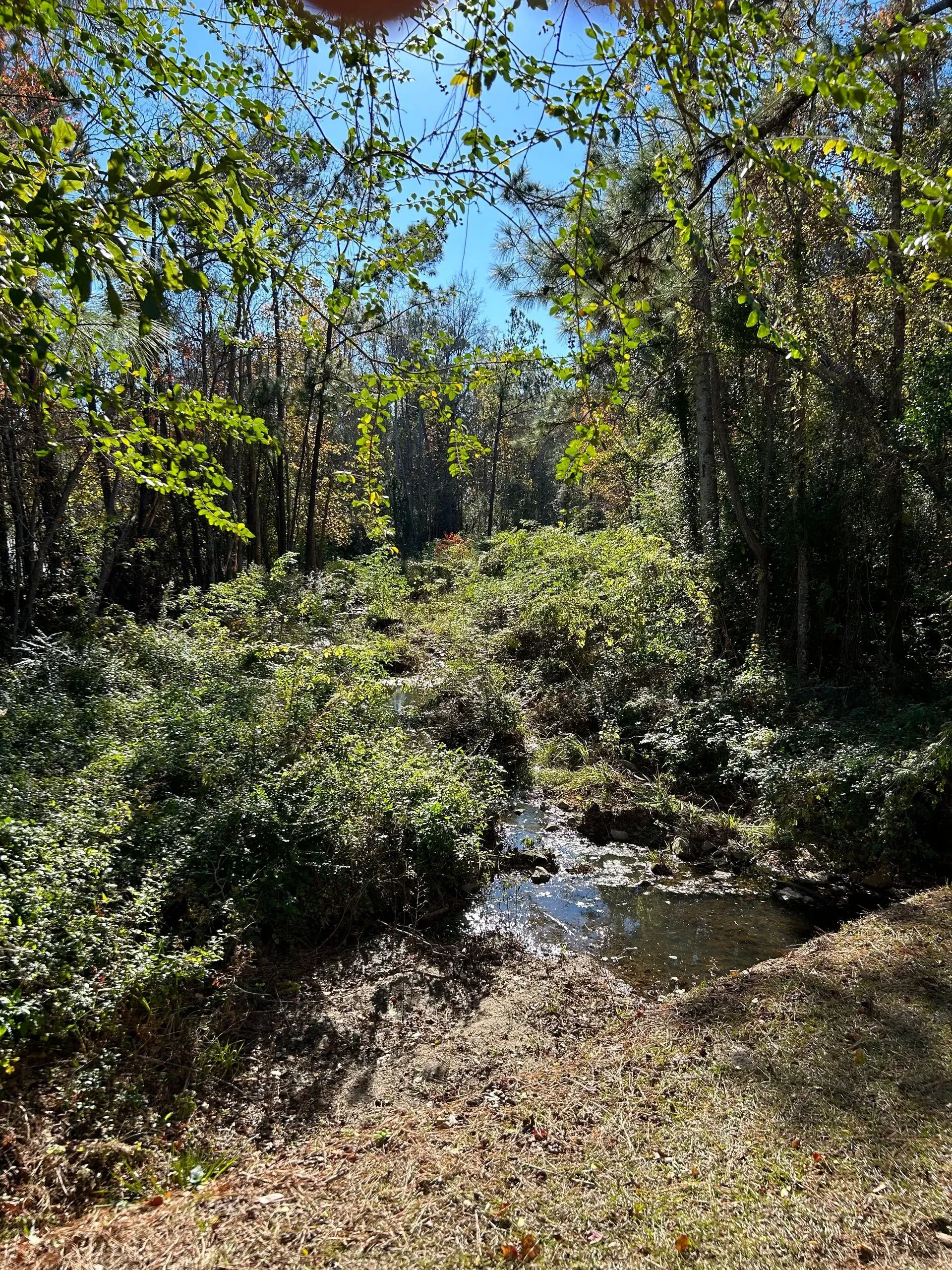 Stream flows through lush green vegetation in a forest, under a bright blue sky.