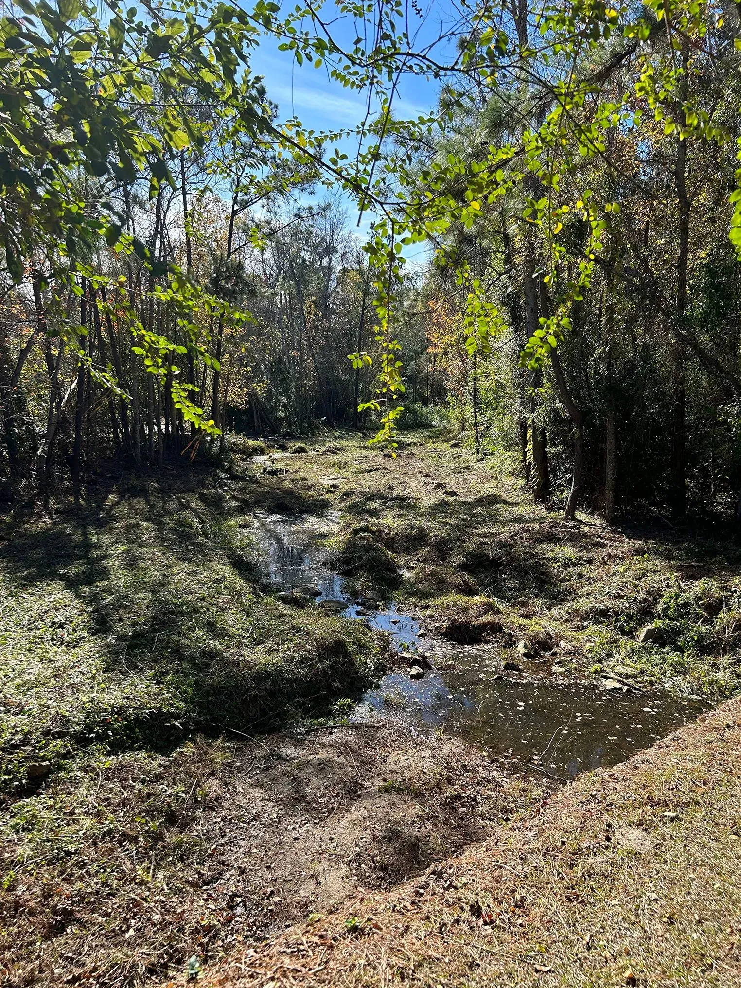 A stream runs through a wooded area with dense foliage, under a bright blue sky.