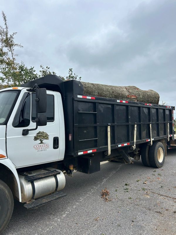White dump truck loaded with a large tree trunk on an overcast day.