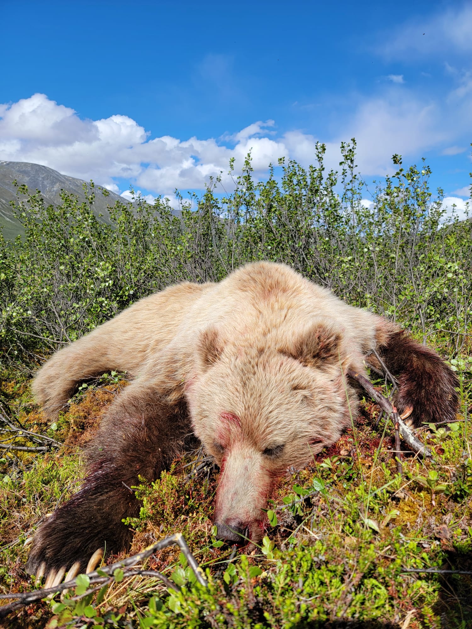 Alaska Grizzly Bear Hunting. Hunt, Chugach Mountains, Talkeetna Mountains