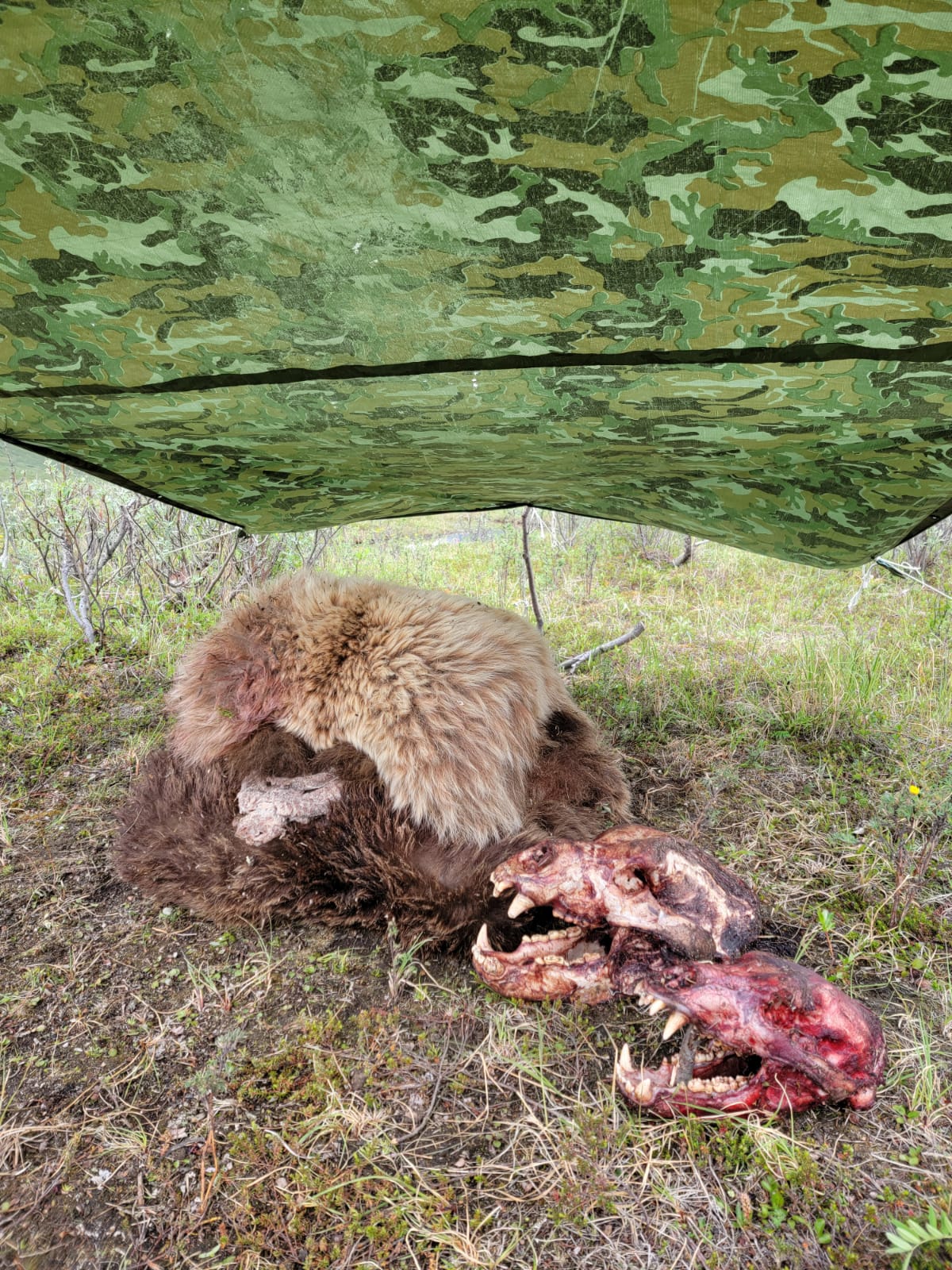 Alaska Grizzly Bear Hunting. Hunt, Chugach Mountains, Talkeetna Mountains