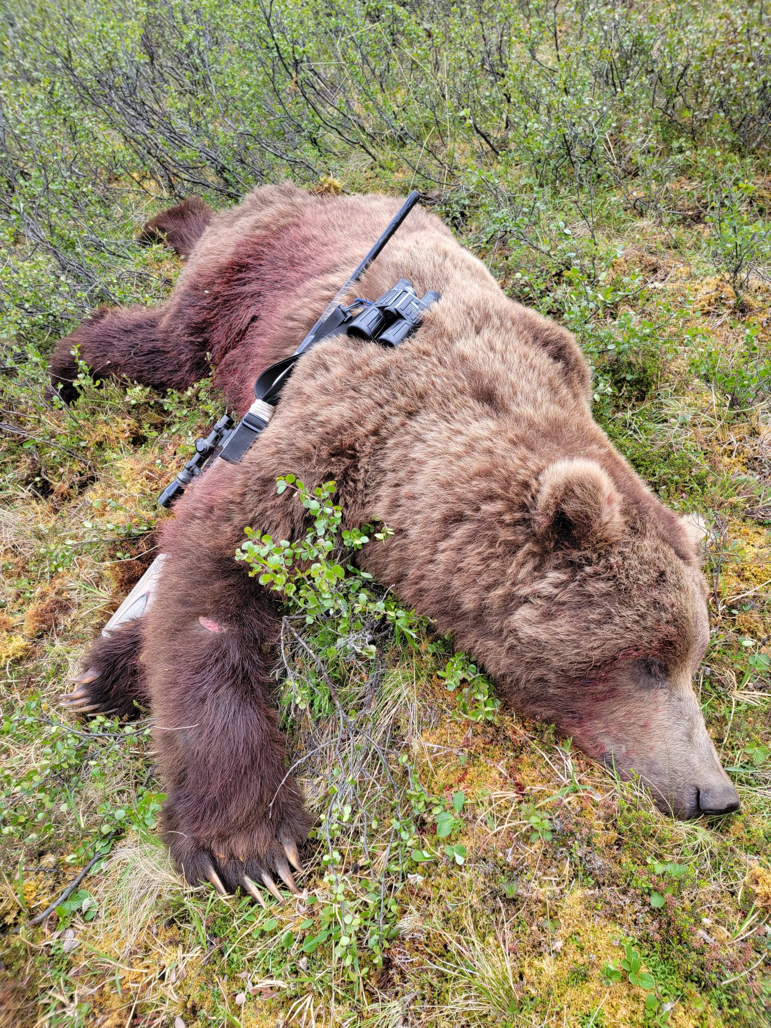 Yukon Moose hunting outfitter, Alaska Moose hunt, Alaska Moose hunting guide