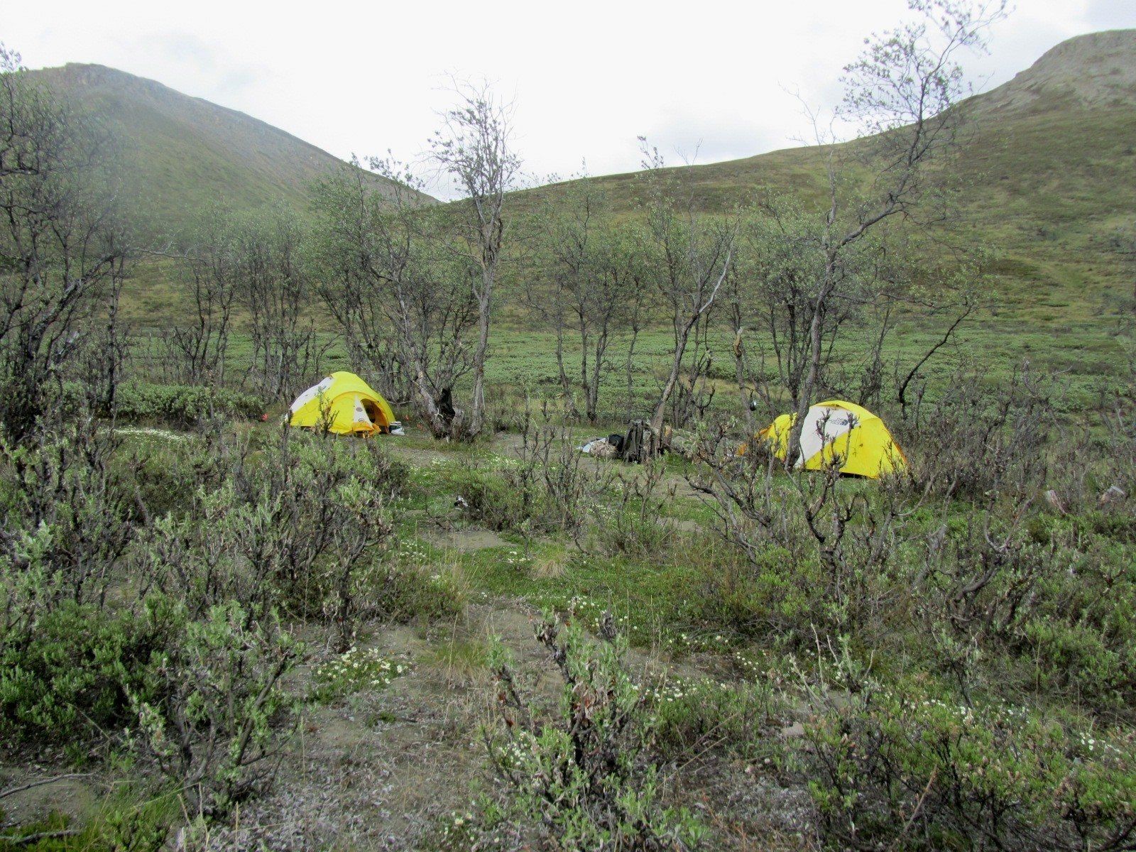 Alaska Grizzly Bear Hunting | Brown Bear | Sheep | Goat