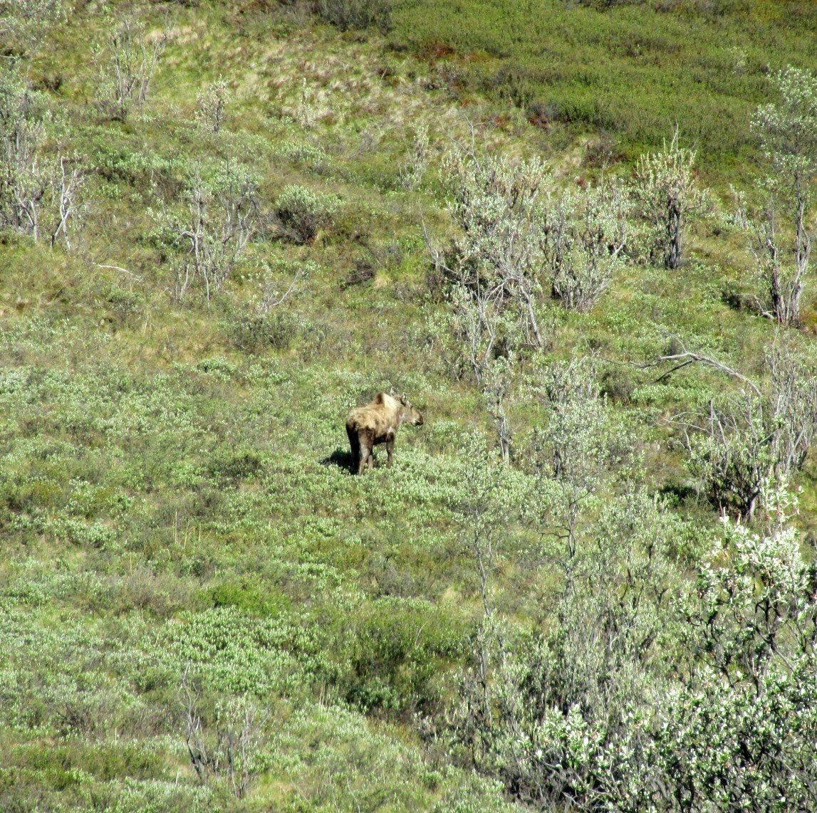 Alaska wolf Hunting. Hunt, Exploring, Chugach Mountains, Talkeetna Mountains