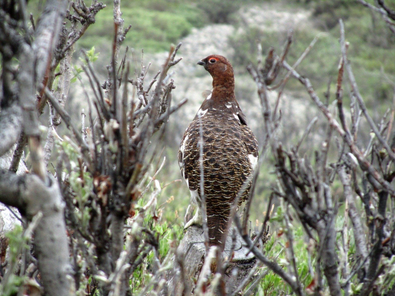 Alaska Grizzly Bear Hunting. Hunt, Exploring, Chugach Mountains, Talkeetna Mountains