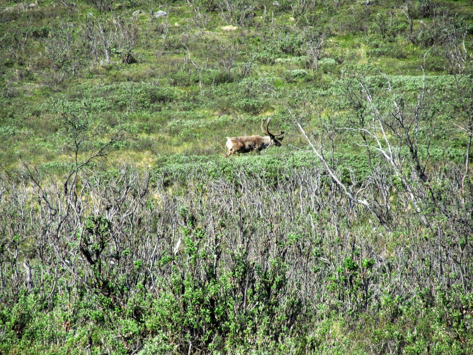 Alaska Grizzly Bear Hunting. Hunt, Chugach Mountains, Talkeetna Mountains