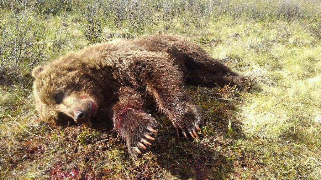 Alaska Grizzly Bear Hunting. Hunt, Chugach Mountains, Talkeetna Mountains
