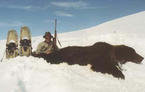 Alaska Spring Grizzly bear hunting, Grizzly bear hunt, Alaska Coastal Brown bear hunting