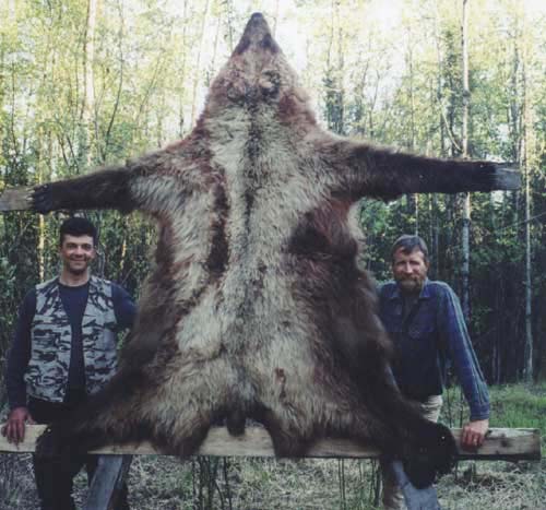 Alaska Spring Grizzly bear hunting, Grizzly bear hunt, Alaska Coastal Brown bear hunting