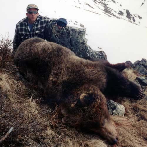 Alaska Grizzly bear hunting, Grizzly bear hunt, Alaska Coastal Brown bear hunting