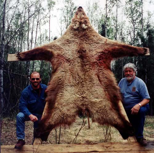 Alaska Grizzly bear hunting, Grizzly bear hunt, Alaska Coastal Brown bear hunting