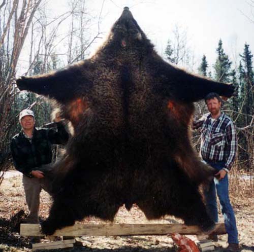 Alaska Grizzly bear hunting, Grizzly bear hunt, Alaska Coastal Brown bear hunting