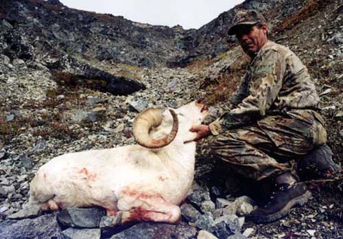 Alaska Dall sheep hunting, Alaska Sheep hunting, Sheep hunting Alaska