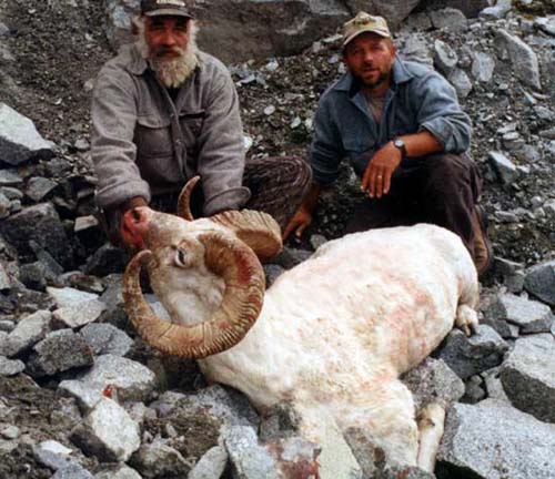 Alaska Dall sheep hunting, Alaska Sheep hunting, Sheep hunting Alaska