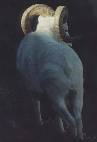 Alaska Dall sheep hunting, Alaska Sheep hunting, Sheep hunting Alaska