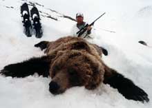 grizzly bear hunting guide in Alaska,  Grizzly Bear Hunting Outfitter in Alaska