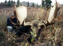 Alaska Moose hunting outfitter, Alaska Moose hunting guide, Alaska Moose hunt
