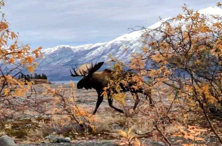 Alaska Moose hunting, Alaska moose hunt, Yukon Moose hunting