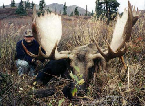 Yukon Moose hunting outfitter, Alaska Moose hunt, Alaska Moose hunting guide