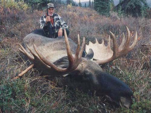 Yukon Moose hunting outfitter, Alaska Moose hunt, Alaska Moose hunting guide