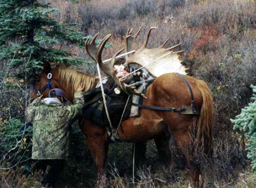Yukon Moose hunting outfitter, Alaska Moose hunt, Alaska Moose hunting guide