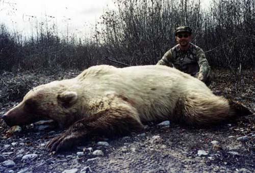 Alaska Grizzly bear hunting, Grizzly bear hunt, Alaska Coastal Brown bear hunting