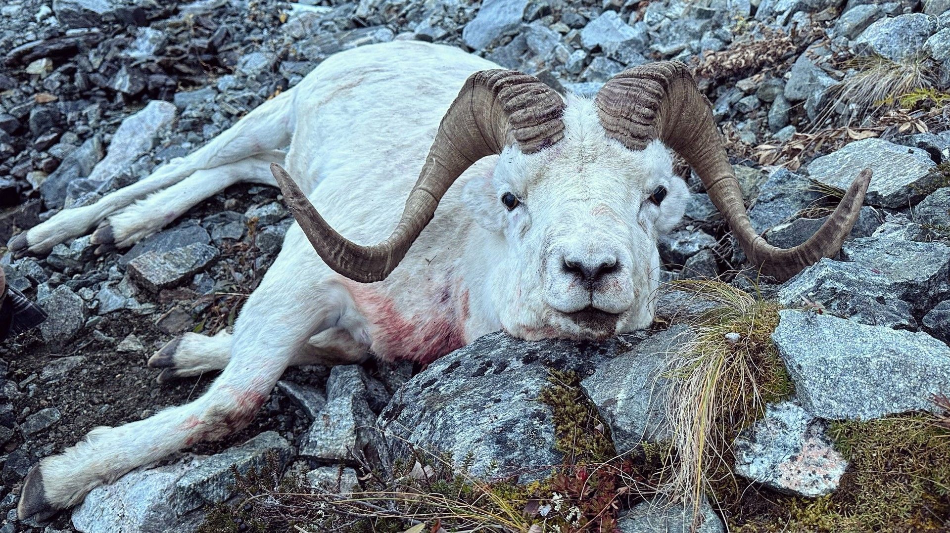 Alaska Sheep hunting Outfitter, Alaska Sheep Hunting Guide