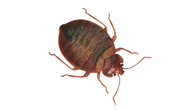 Get-Rid-Of-Bed-Bugs