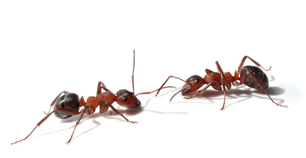 Pest-Control-Ants