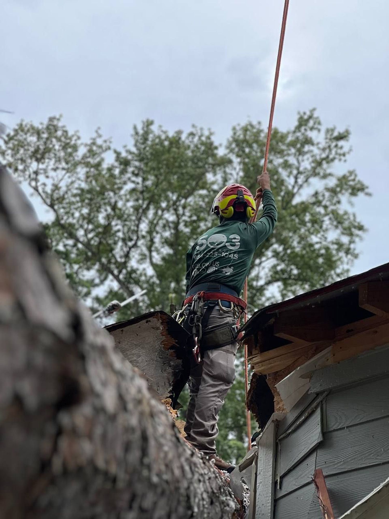 A man is climbing a tree next to a house.