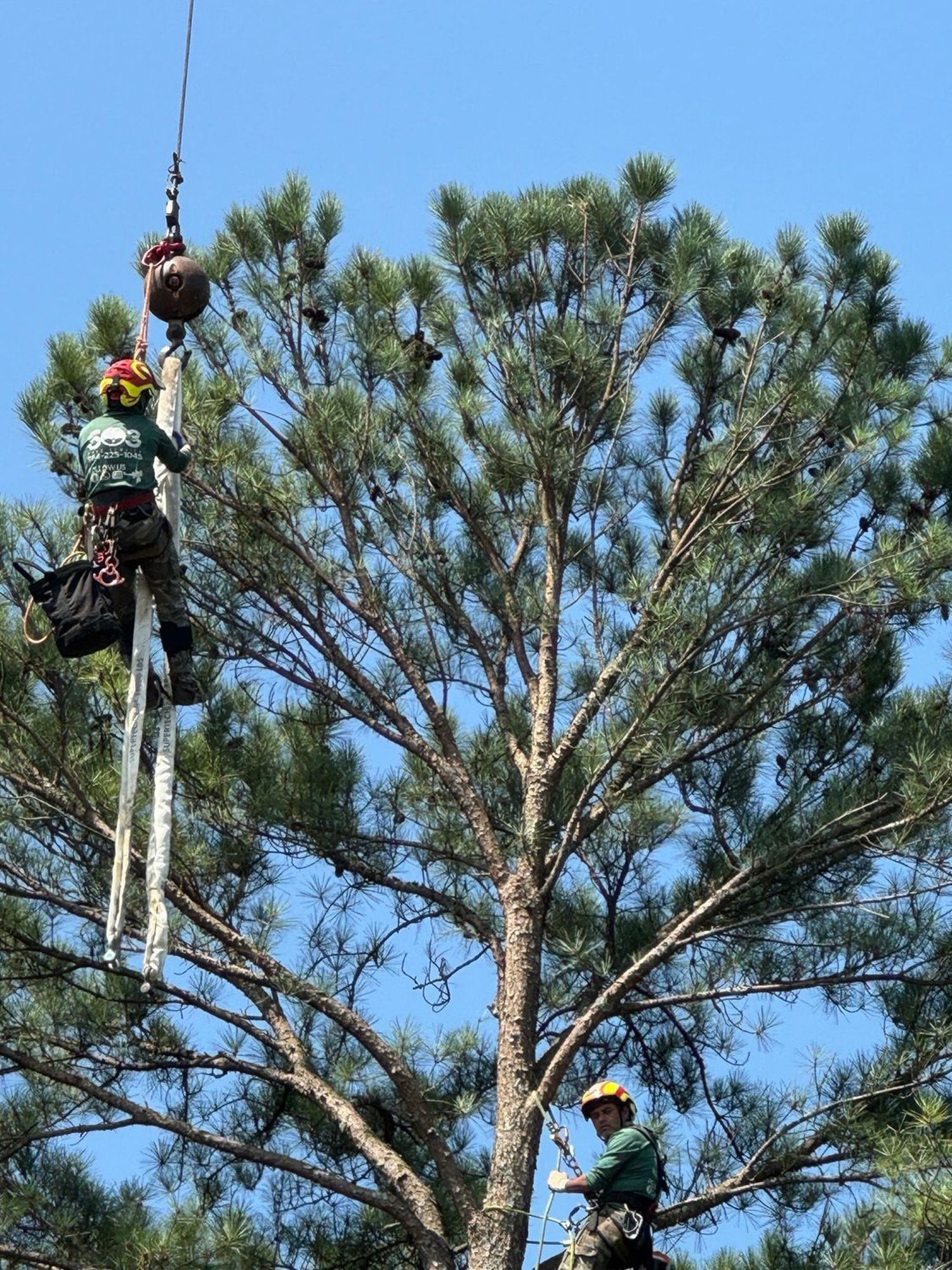 Two men are working on a tree with a crane.