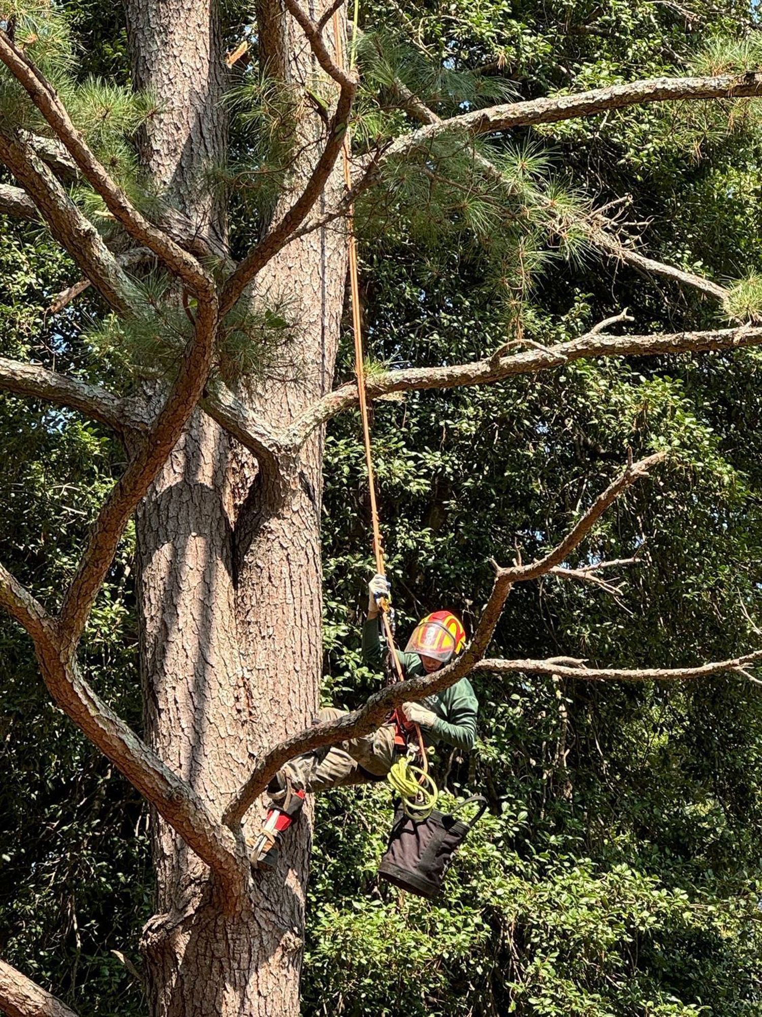 A group of people are working on a construction site in the woods.