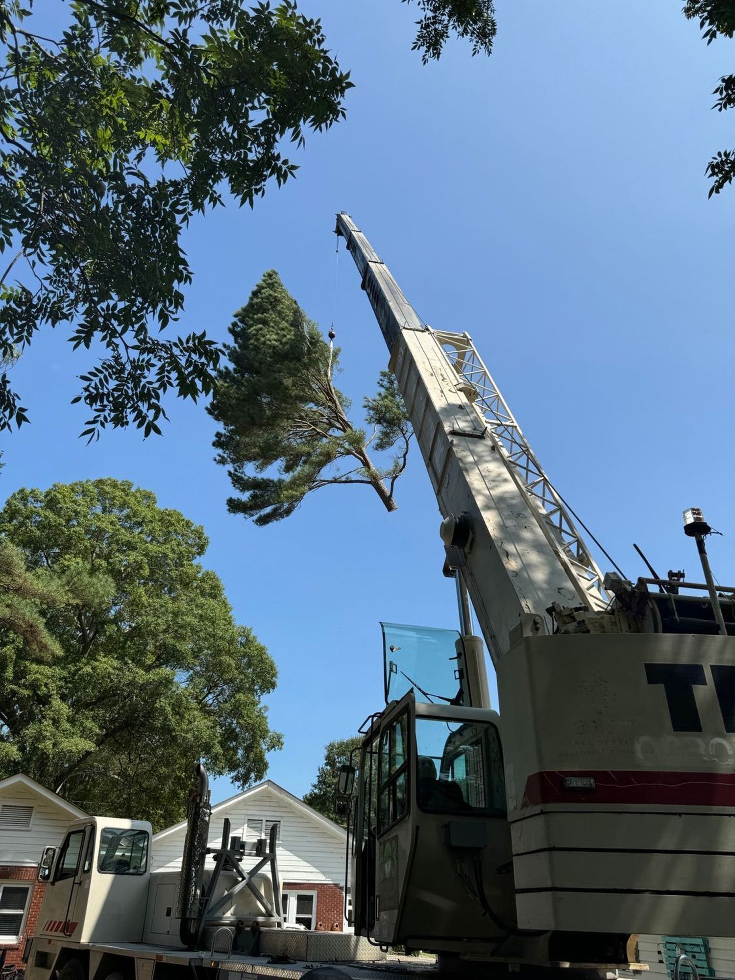 A crane is lifting a tree in the air