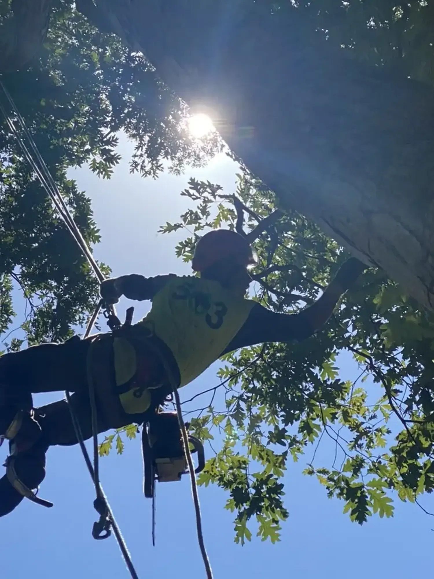 A man wearing a yellow shirt with the number 3 on it is climbing a tree