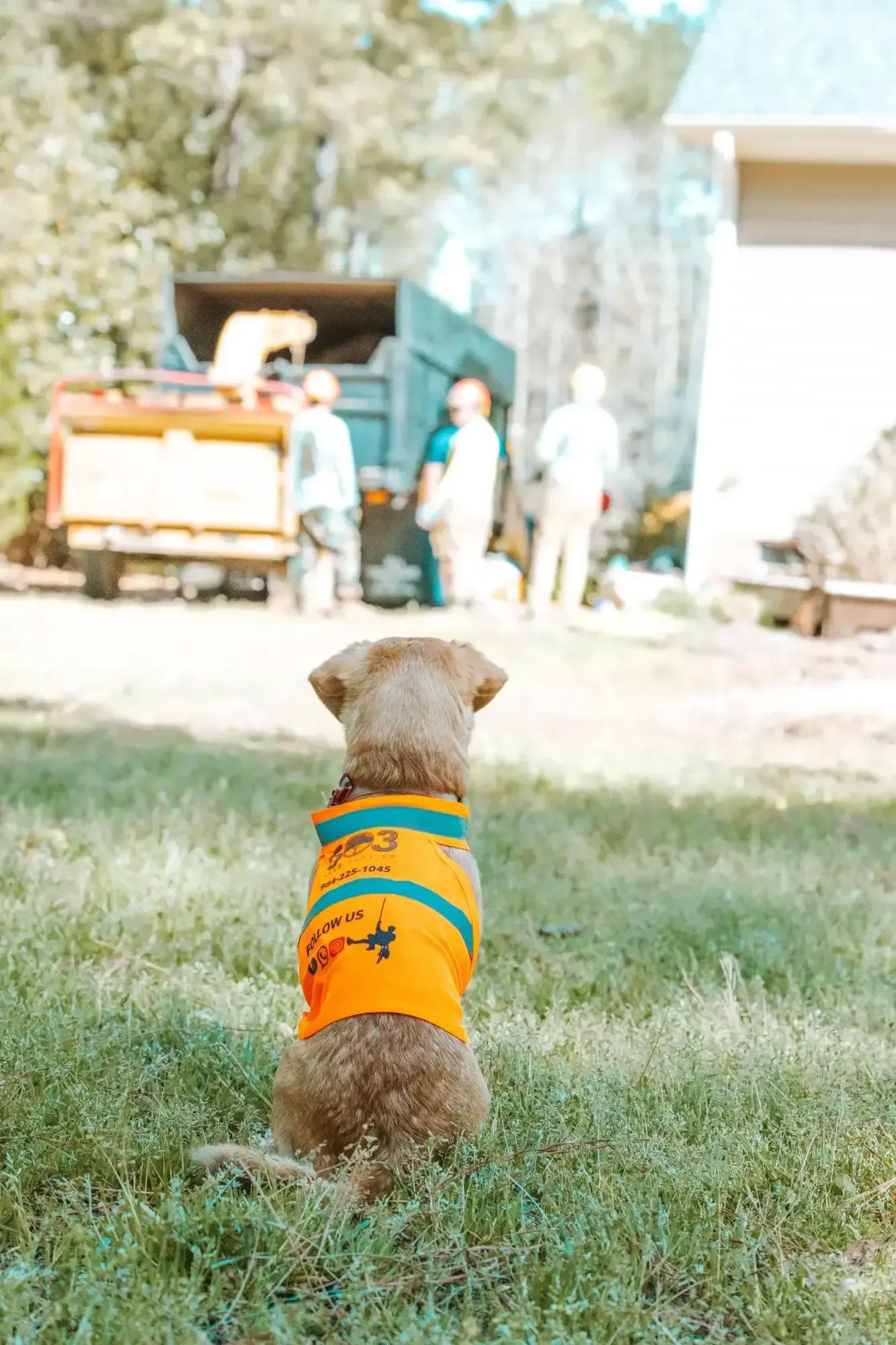 A small dog wearing an orange shirt is sitting in the grass.