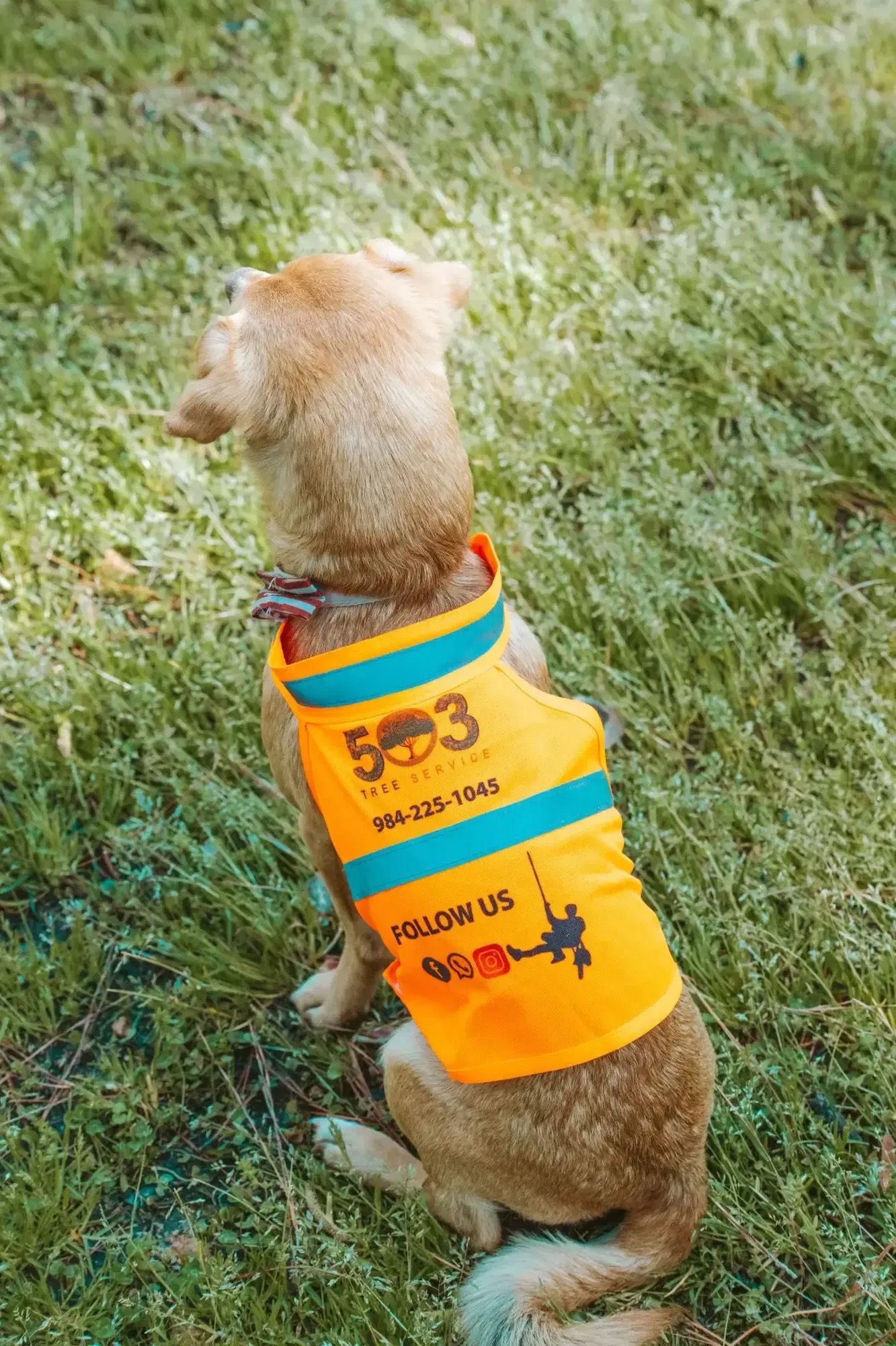 A small dog wearing a yellow vest is sitting in the grass.