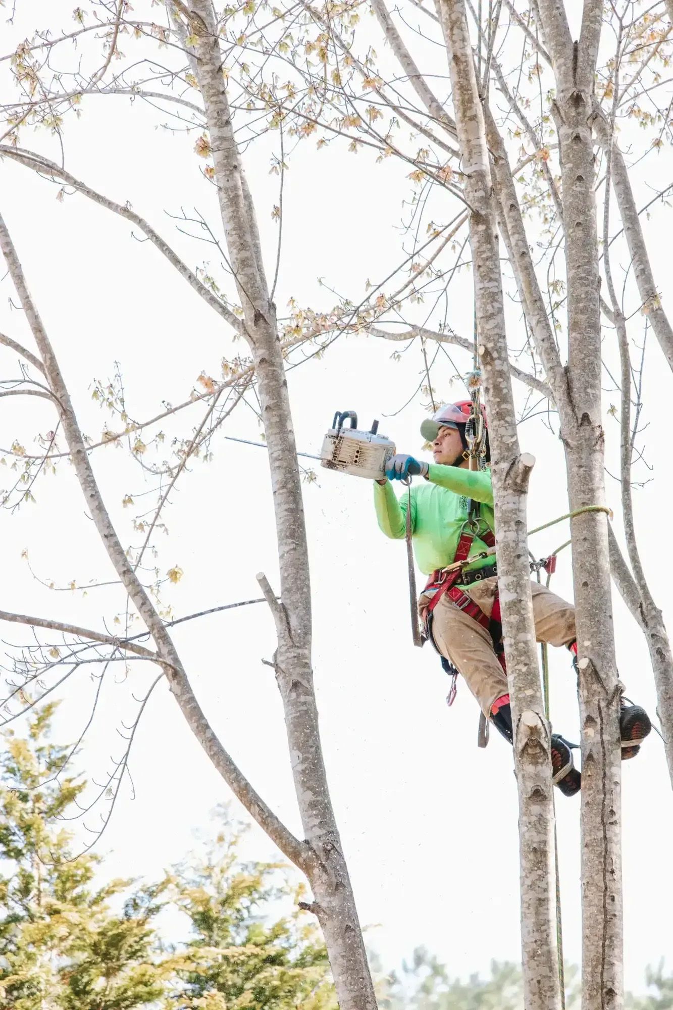 A man is climbing a tree with a chainsaw.