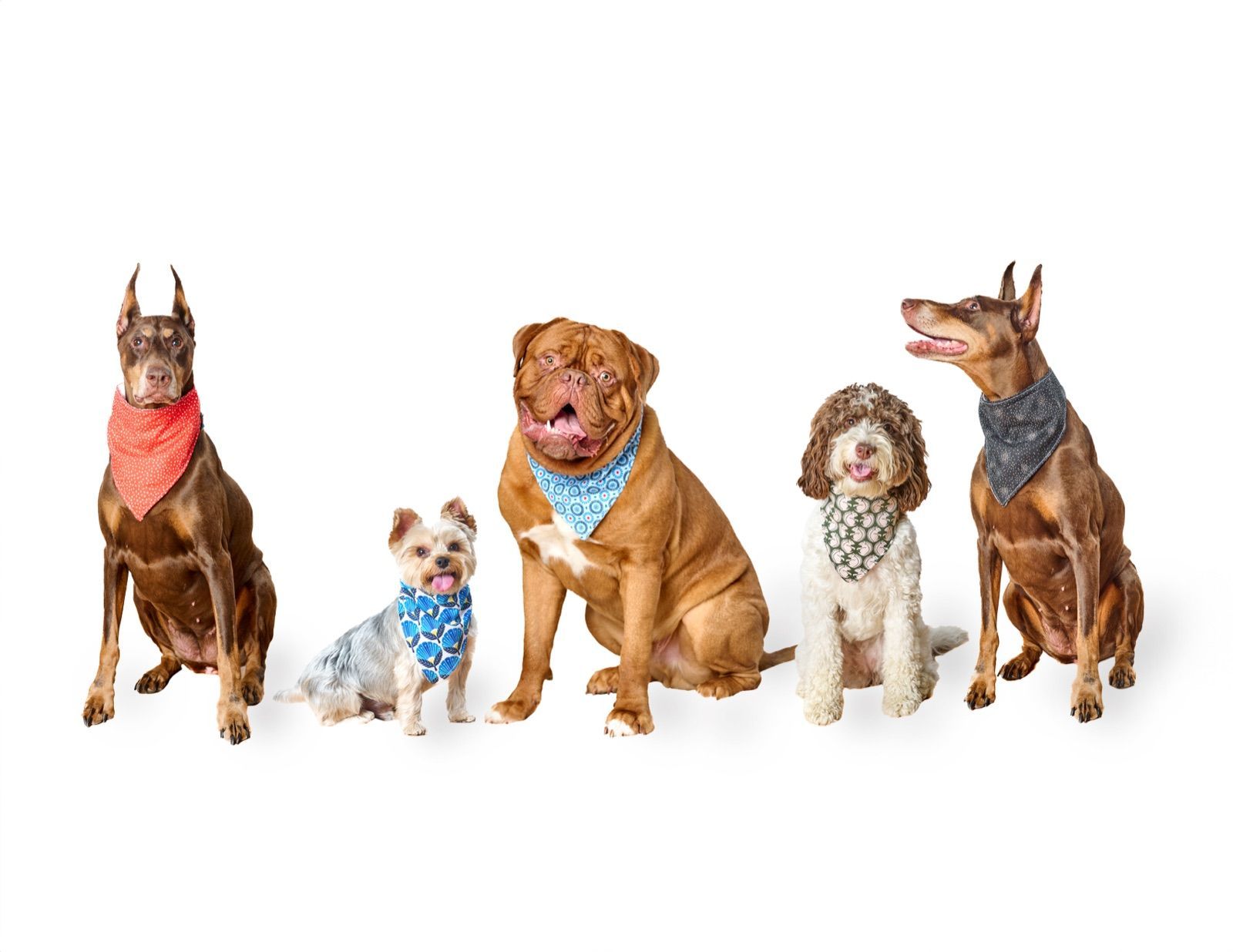 Secondary hero image for Drooly Dogs