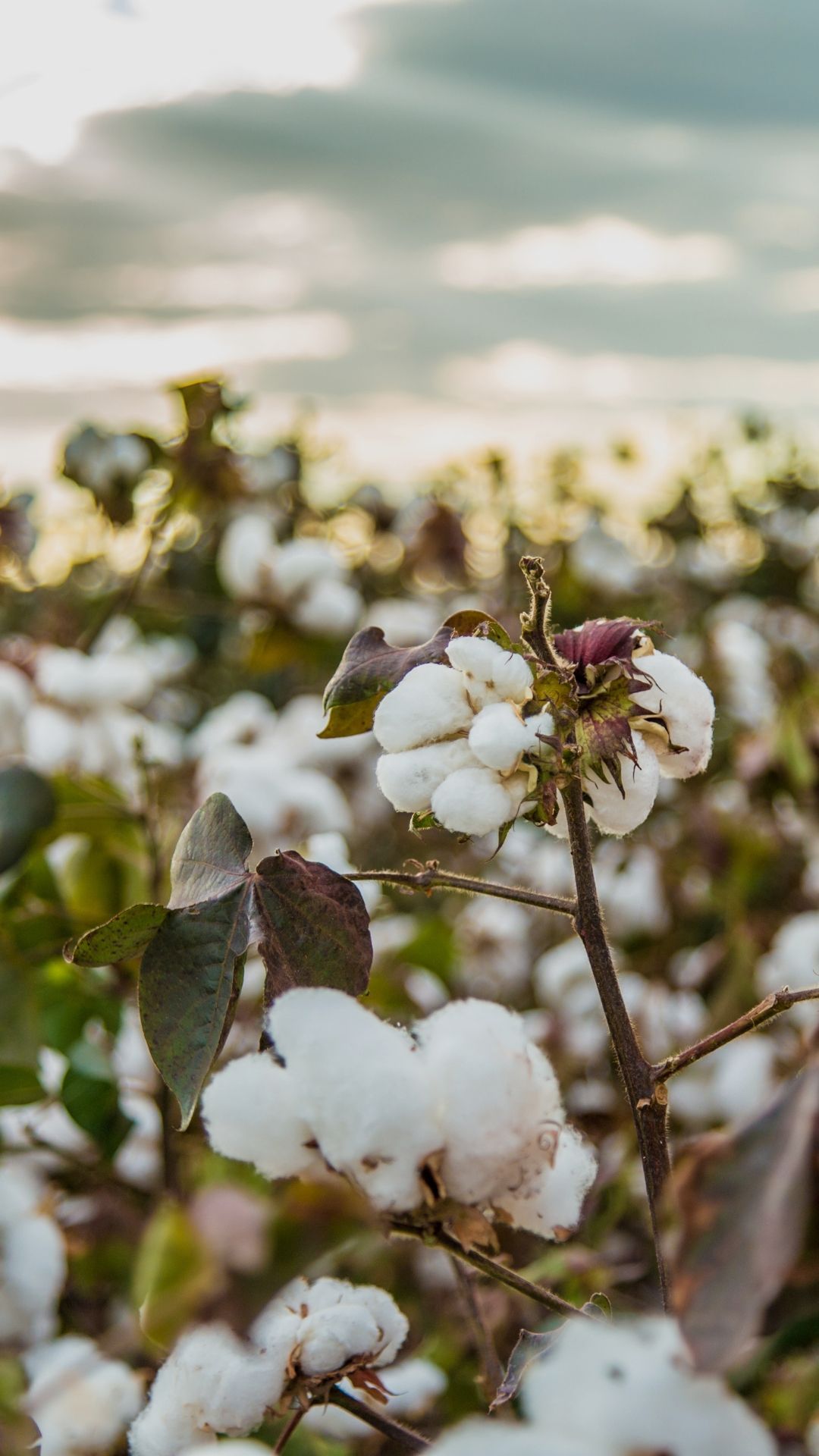 Cotton Plant With Fluffy White Bolls, Set Against a Cloudy Sky — Slack-Smith Partners In Moree, NSW