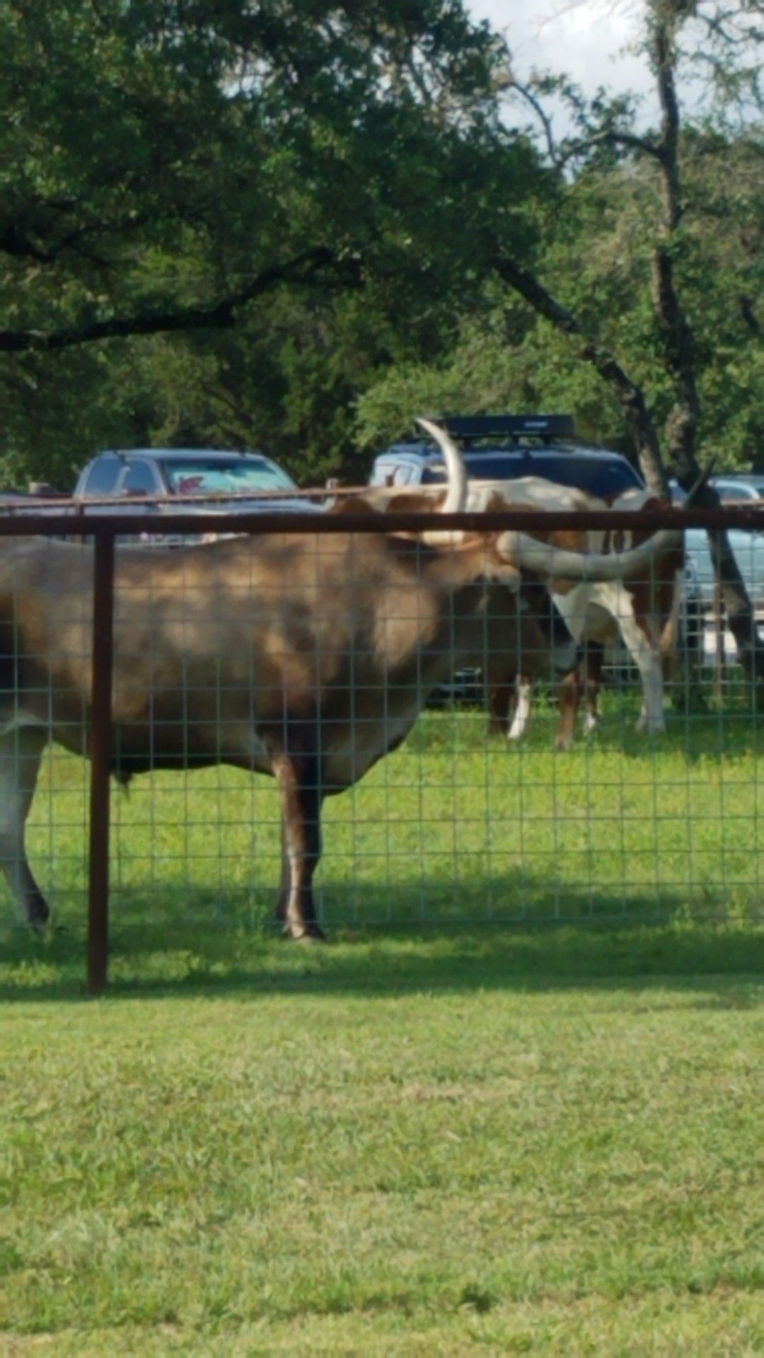 Texas Longhorn behind a wire fence in a grassy field, with cars and trees in the background.