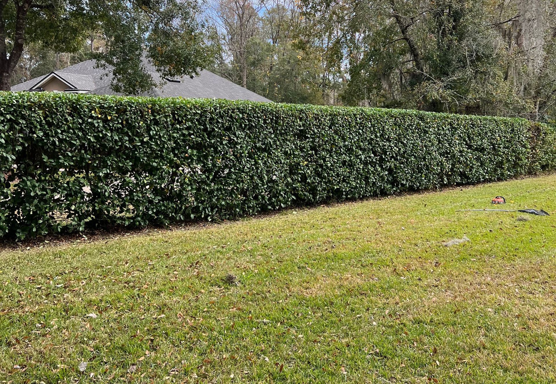 Hedge Trimming in Middleburg, FL