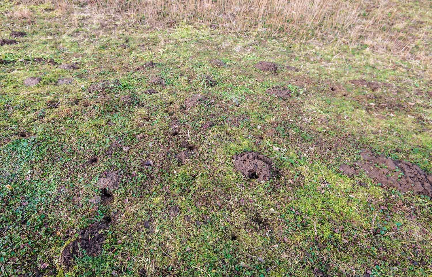 Mole Holes in the Backyard Mole Holes in the Backyard