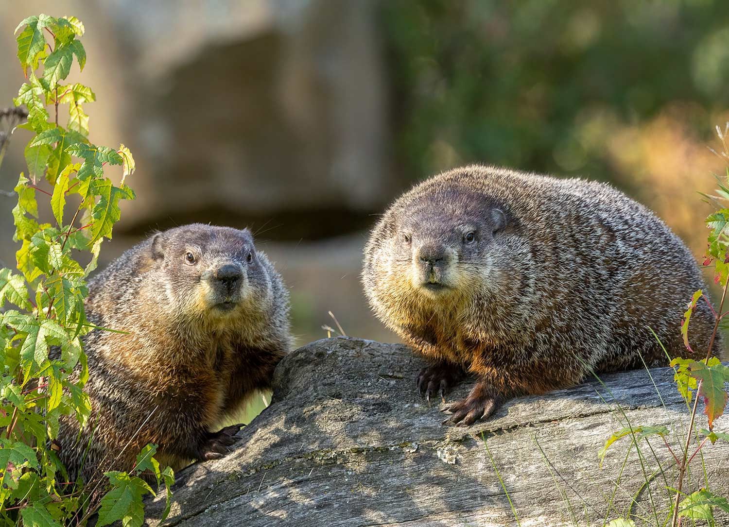 Two Groundhogs in a Backyard