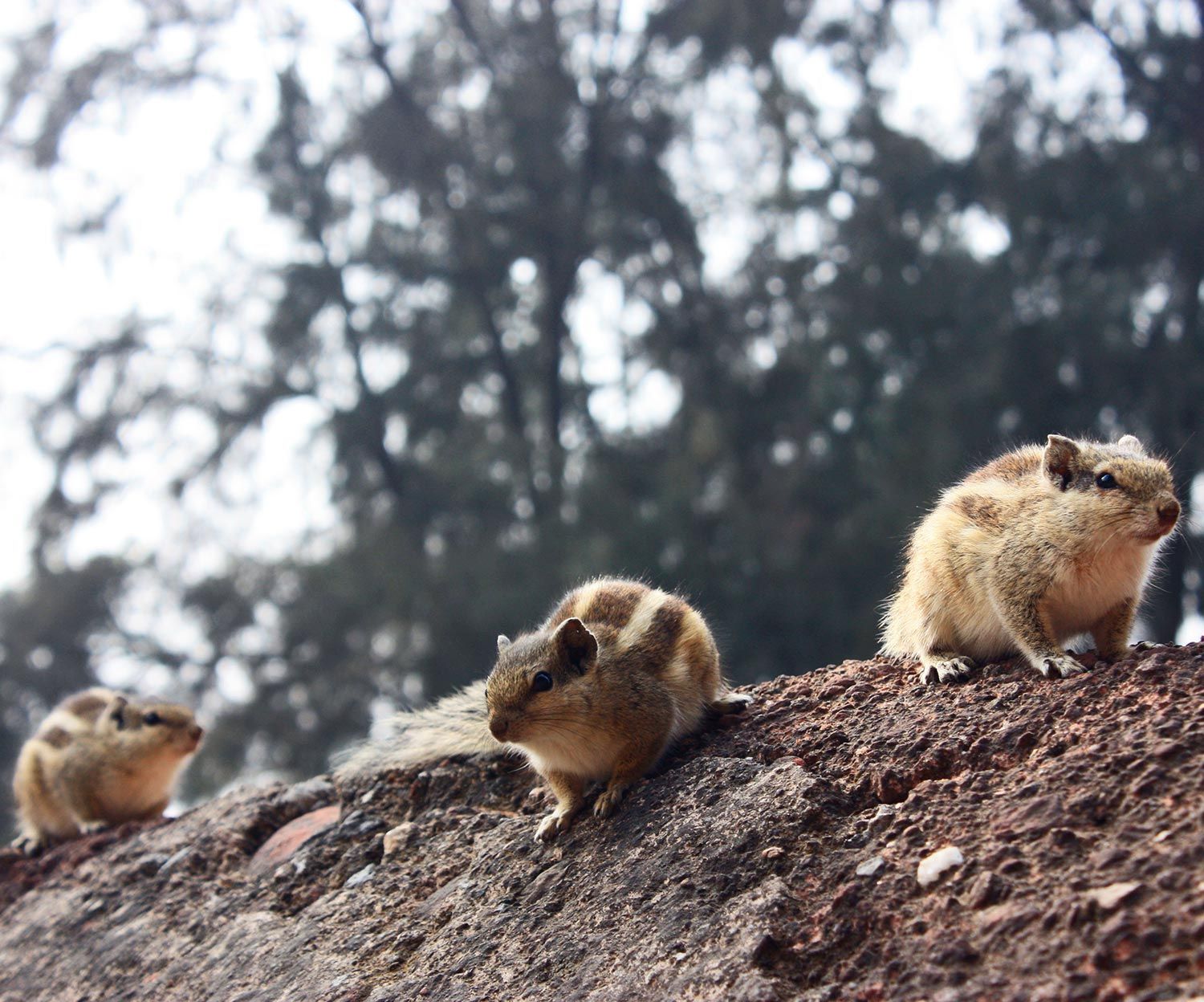 Chipmunks in a Backyard Chipmunks in a Backyard