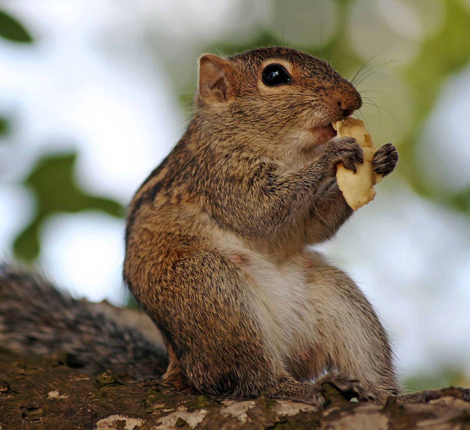 Chipmunk in a Tree Eating a Nut Chipmunk in a Tree Eating a Nut
